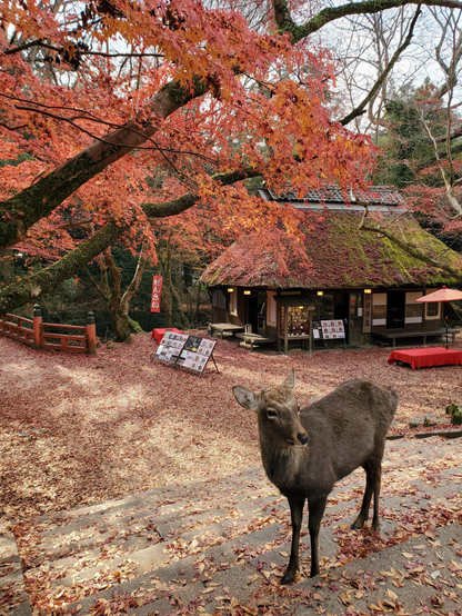 A deer poses at Mizuya-chaya (水谷茶屋) in Nara.