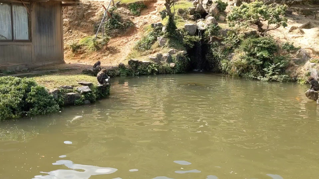 Frolicking monkeys at Iwata Monkey Park.
