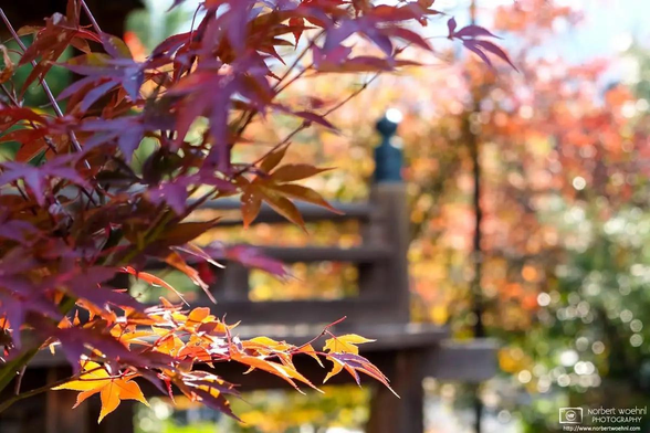 Autumnal colors at Seiryoji Temple in the Sagano area of Kyoto, Japan.