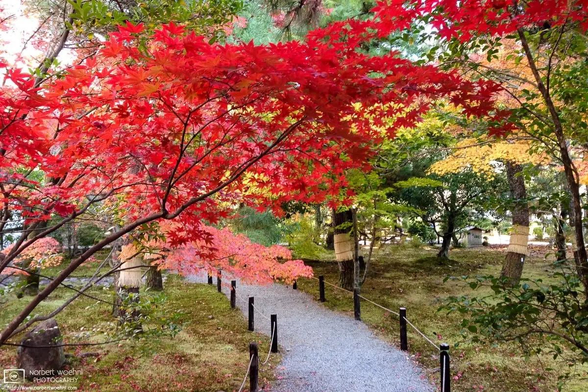 Autumnal colors at Seiryoji Temple in the Sagano area of Kyoto, Japan.