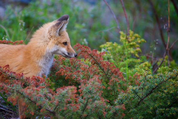 Younger looking red fox standing between some lower growing needle trees. Some of them are green while others look almost red.