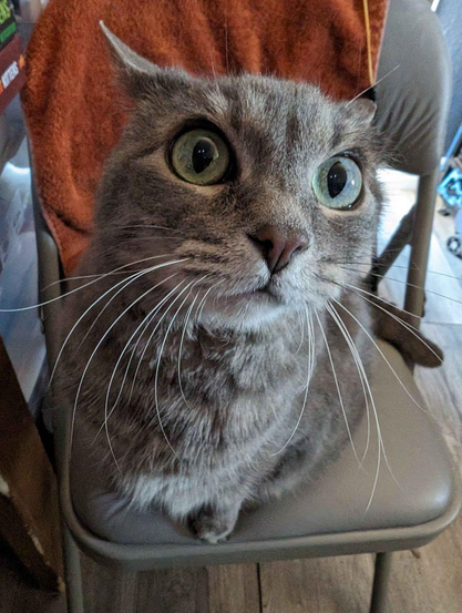A gray cat with wide green eyes sits on a chair covered with a brown towel. The cat's long white whiskers stand out against its fur. The setting appears to be indoors, with the edge of a table and some books partially visible in the background.