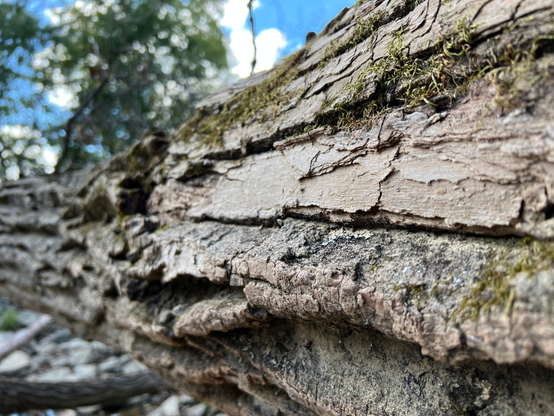 Close up of a fallen tree and its bark. The bark is covered in moss and the background of the sky and top of tree is blurred. 