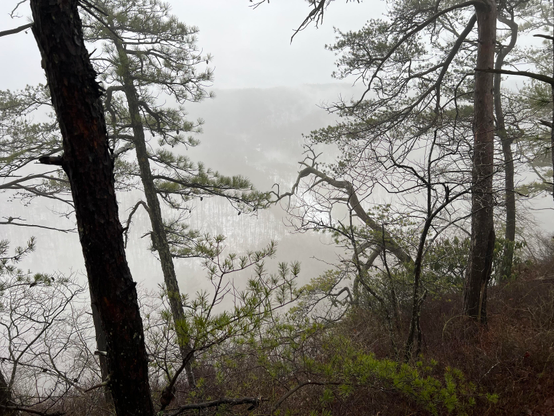 A wide shot with up close is a few trees with barely any leaves left, as well as a small barely visible cliff leading down below to the snowy hills.