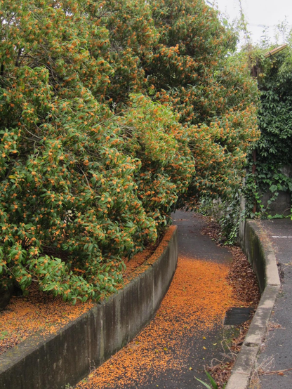 アスファルトの道路に降り敷く金木犀の花
