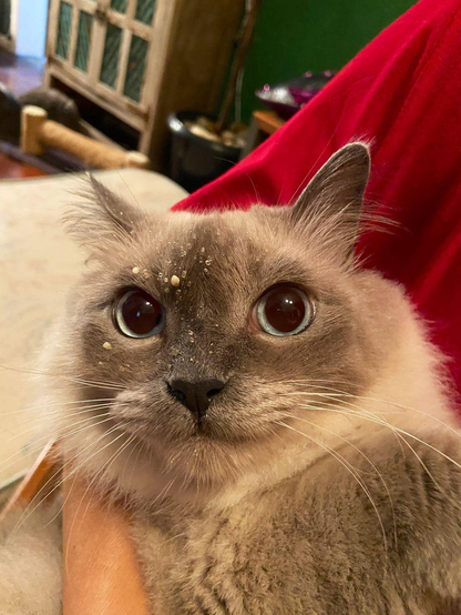 A fluffy cat with light gray fur and striking blue eyes is being held in someone's arm. The cat has small bits of food or crumbs on its face, particularly on its forehead. The background shows furniture and a red fabric, possibly a blanket or clothing.