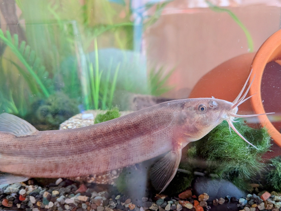 ドジョウの写真。顔の下にマリモ。バックに水草。