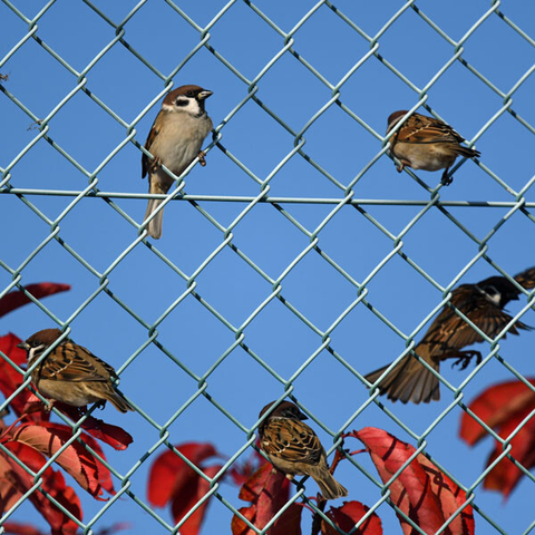 金網フェンスと紅葉した赤やオレンジの葉。そこにとまる数羽のスズメ。