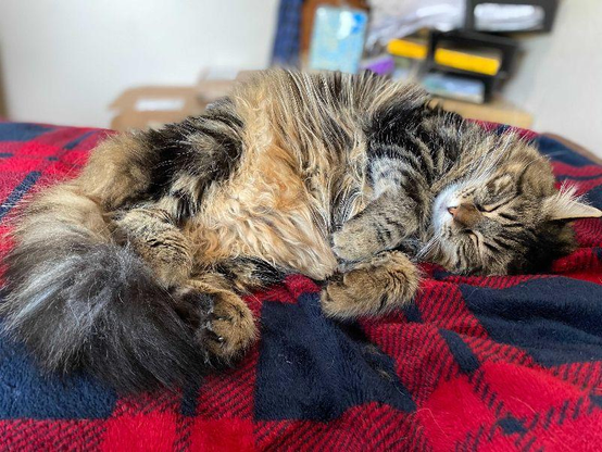 A fluffy tabby cat sleeping peacefully on a red and black checkered blanket. The cat is curled up with its paws tucked in and eyes closed, showing a content expression. The background has a soft focus with some boxes and papers visible.