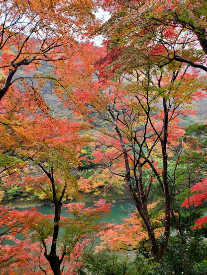 Autumn colours above the Oi-gawa.