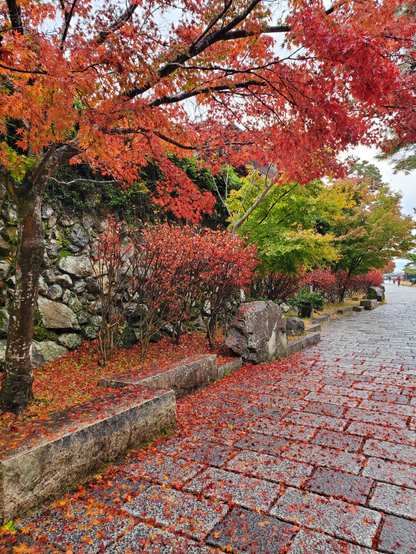 The path along the Oi-gawa in Arashiyama, red leaves and dripping after the rain.