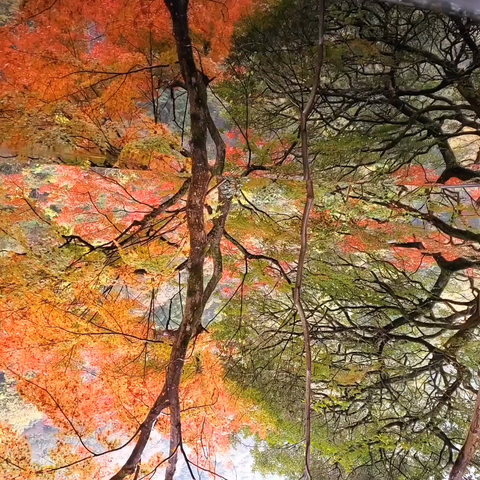 Reflections of autumn colours at Yusai-tei.