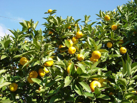 Tachibana trees in full fruit.
