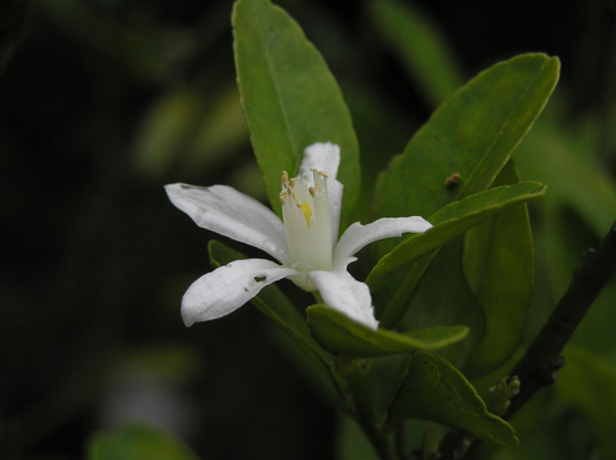 Delicate white tachibana flower.