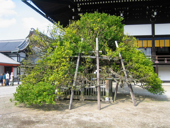 Tachibana tree outside the imperial palace's Shishin-den.