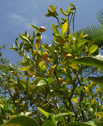 Tachibana fruit ready for picking.