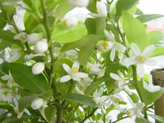 Delicate white tachibana flowers.