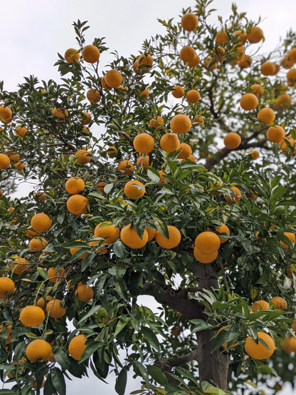 A tree bursting with oranges.