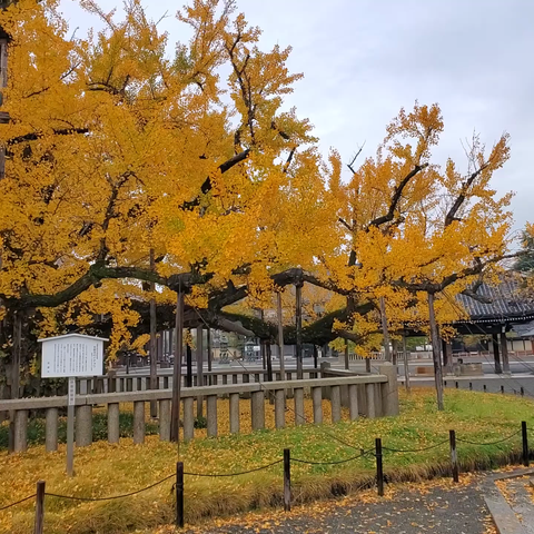 Nishi Hongan-ji's 'Upside Down Ginkgo'.