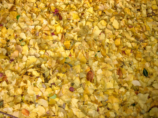 A carpet of fallen golden ginkgo leaves.