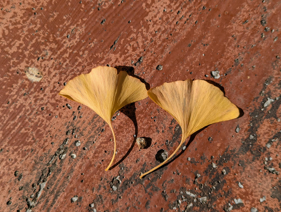 In China the ginkgo is known as the 'Duckfoot Tree' after the shape of its leaves.