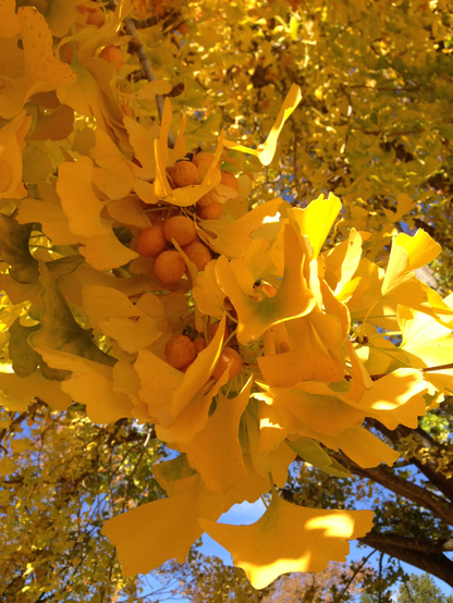 Ginkgo fruits, hidden amongst gorgeous golden foliage.