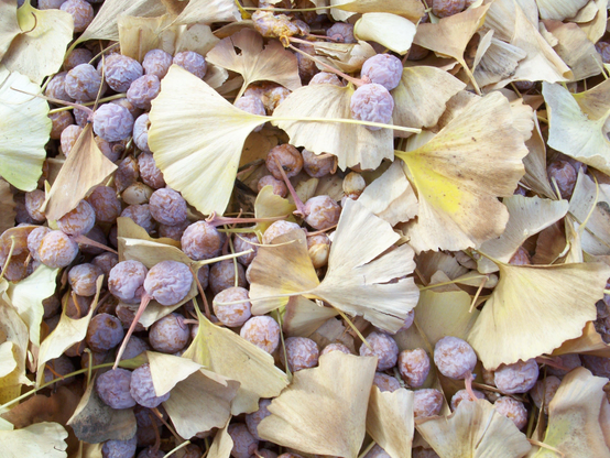 Fallen ginkgo leaves and fruit.