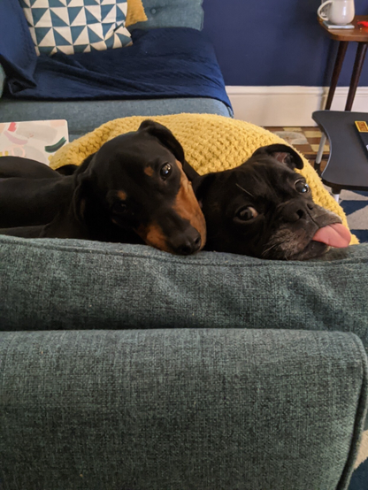 My two ridiculous dogs laying on top of each other on a teal sofa. One is a black and tan dachshund - she's looking directly at the camera rather wistfully. The other is a goofy looking pug cross. He's got a black face with white around his nose as he ages and his big ridiculous tongue is sticking out. 