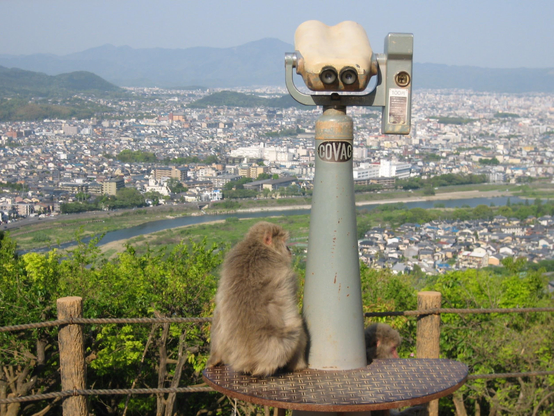 A monkey looks down at Arashiyama and Sagano from Iwata-yama.