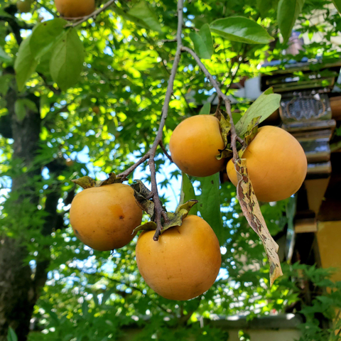 Ripe persimmons outside the teahouse.