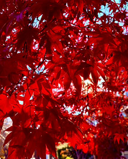 Bright red autumn leaves on a tree with sunlight filtering through.
