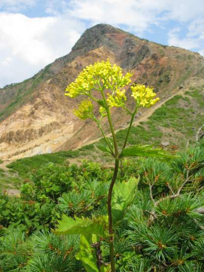 An ominaeshi in bloom.