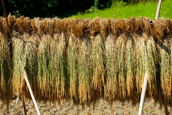 Harvested rice hung up to dry.