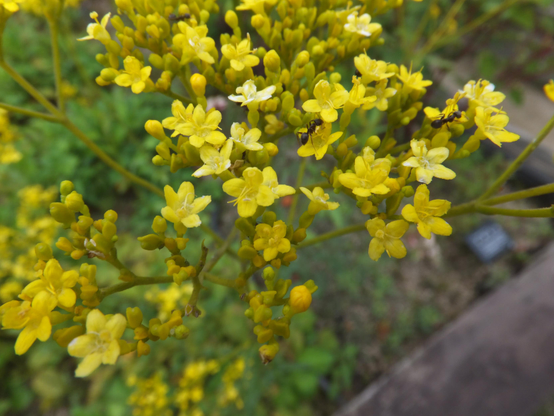 Close up of the delicate yellow flowers on an ominaeshi.