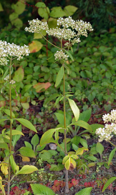 The flower 'otokoeshi', aka patrinia villosa.