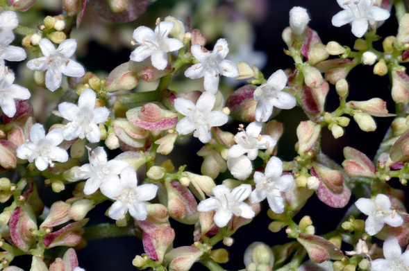 The flower 'otokoeshi', aka patrinia villosa.