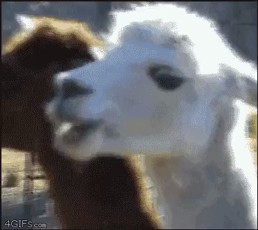a white llama chewing, looking into the distance, then it stops chewing and slowly looks at you eerily.