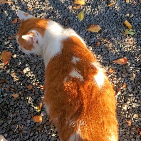 An orange and white cat joins Nao-san on the Path of Philosophy.