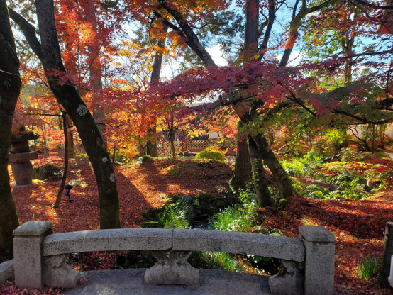 The grounds of Eikan-ji in autumn are filled with beautiful reds and yellows, the gardens a carpet of colourful fallen leaves.