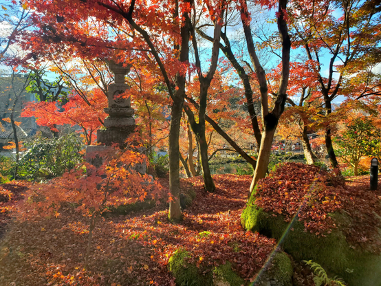 The grounds of Eikan-ji in autumn are filled with beautiful reds and yellows, the gardens a carpet of colourful fallen leaves.