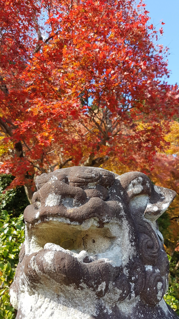 A komainu can't help but admire the autumn colours.