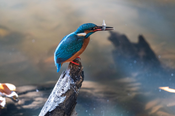A common kingfisher perched on a branch stub sticking off the water. It is holding a small fish in its beak. The fish is flailing trying to get loose