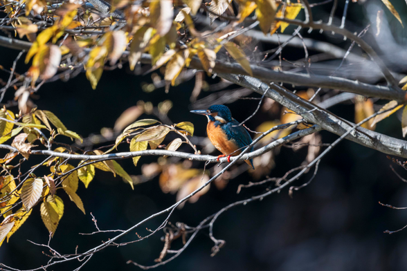 The common kingfisher is now perched on a low branch with yellow leaves just above the water (not visible), inspecting its surroundings