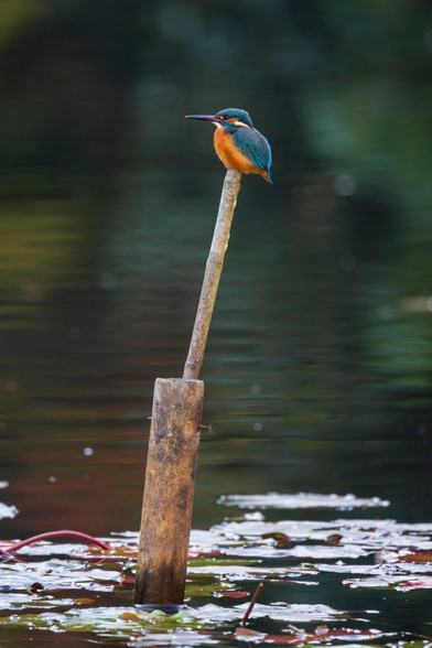The common kingfisher is now perched on a bamboo stick coming off the surface of a pond, which has some red leaves floating on the surface. The bird is rising on its feet, but they’re sunken into its feathers, so it looks just plopped on the bamboo