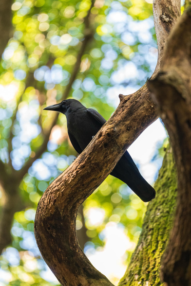 A long-billed crow perched on a thick tree branch, looking towards the distance, and seen from below. The background is a mix of green and white spots of the laves against the sky in the distance