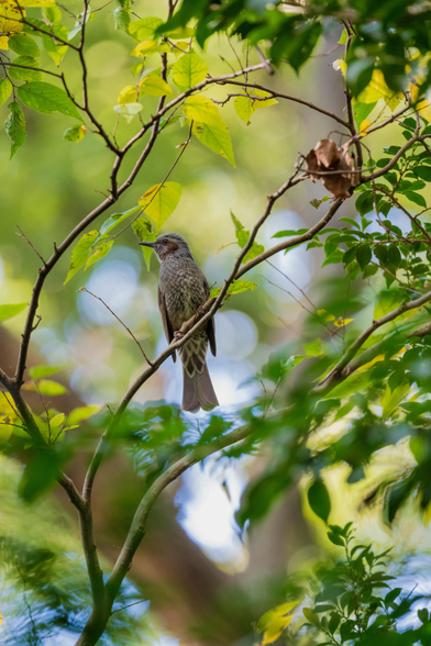 A brown-eared bulbul, a bird similar to a starling in shape and pattern, but in brown and white. It is perched on a leafy thin branch of a tree, looking towards the distance to the side. It is surrounded by green leafs, and the background is mostly a blur of green and white
