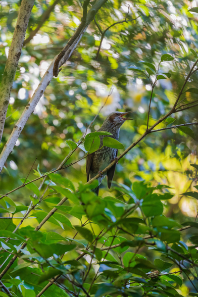 The brown-eared bulbul has its beak open while it produces a long and raspy note of their group calls