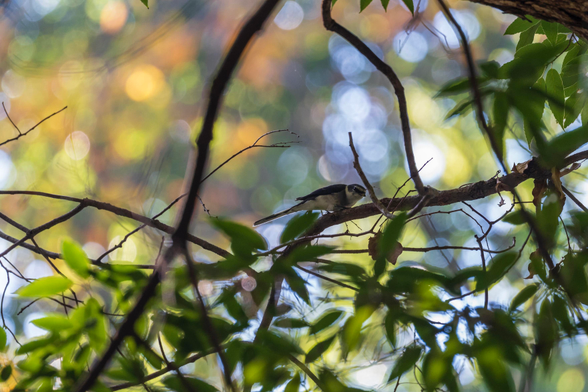 A Ryukyu Minivet, a small flycatcher-like bird with a white belly and black wings, tail, and head with a white mask, is seen perched on the branch of a tree. It is looking towards the camera with suspicion