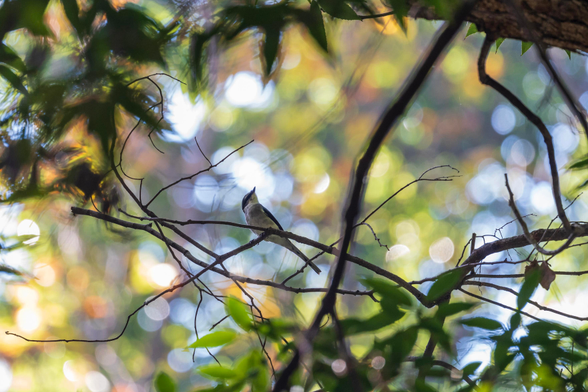 The Ryukyu now hoped further up the branch, and is now looking upwards towards the canopy. The background is a blurry mix of browns, greens, and yellows