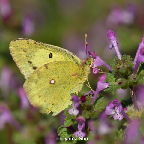 ホトケノザで吸蜜するモンキチョウ。